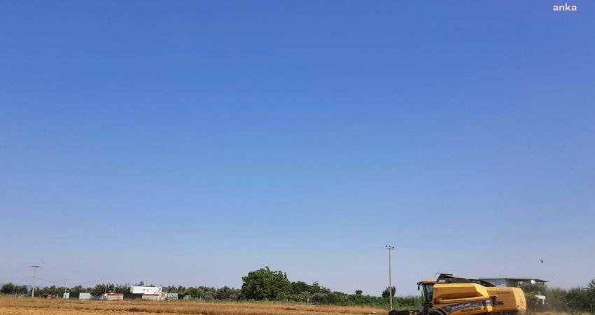 Torbalı Belediyesi, Buğday Hasadını Tamamladı Torbalı Belediyesi’nin kendi tarlalarına ektiği buğday hasat edildi. Belediyenin tarlalarından