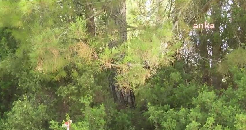 TTB: “Akbelen’den Elinizi Çekin. Sağlıklı Bir Çevrede Yaşam Hakkının Savunucusu Olan TTB, İki Yıldan Bu Yana Olduğu Gibi Sürecin Yakından Takipçisi Olacaktır” Türk Tabipleri Birliği (TTB), Muğla’daki Akbelen Ormanı’nda 5 gündür devam