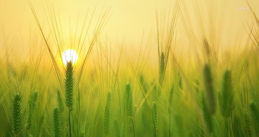 Türkiye İstatistik Kurumu (TÜİK) verilerine göre; mayıs ayında tarımsal girdi