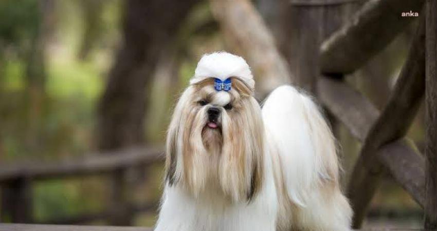 Shih Tzu süs köpeği cinslerindendir. Kelime anlamı olarak Aslan Köpeği