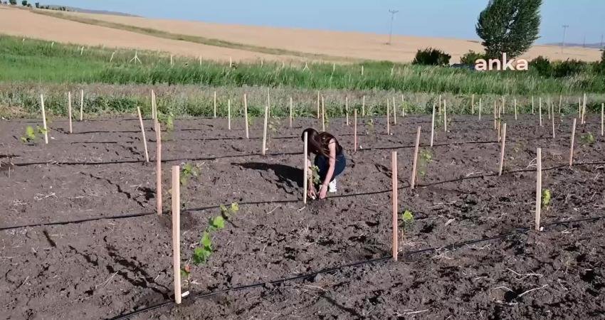 Yozgat Bozok Üniversitesi tarafından hazırlanan projede yer alan Ziraat Fakültesi