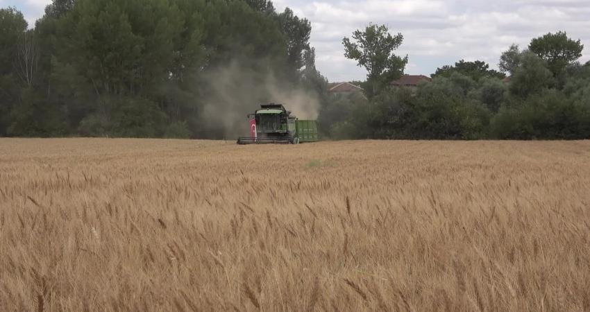 Yozgat Ziraat Odası Başkanı İsmail Açıkgöz, Yozgat’ta hububat verimi beklentisinin