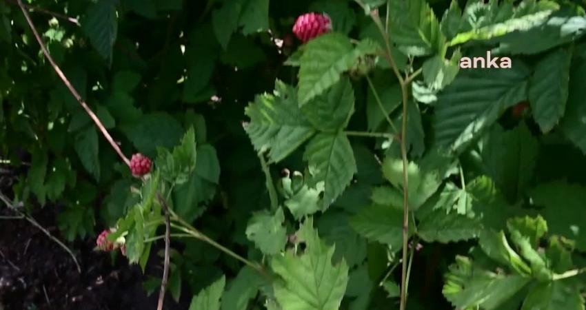 Yozgat’ın Sorgun ilçesine bağlı Mehmetbeyli köyünde böğürtlen üreten Atilla Açıkgöz,