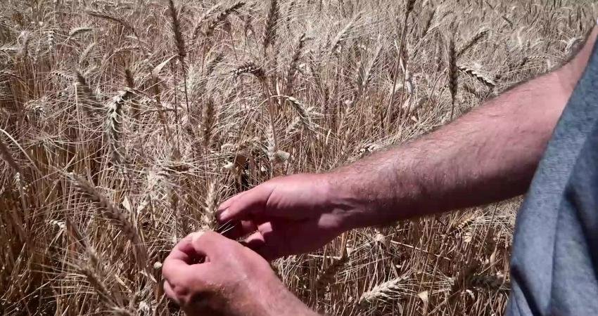Yozgat Bozok Üniversitesi Yerköy Tarımsal Uygulama ve Araştırma Merkezi’nde Orta