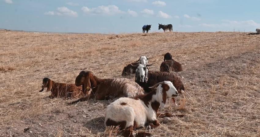 Yozgat’ta Çobanlar, Eşyalarını Taşımak İçin Eşek Bulmakta Zorlanıyor Yozgat’ta çobanlar, hayvanları otlağa götürürken eşyalarını taşımak için eşek bulmakta