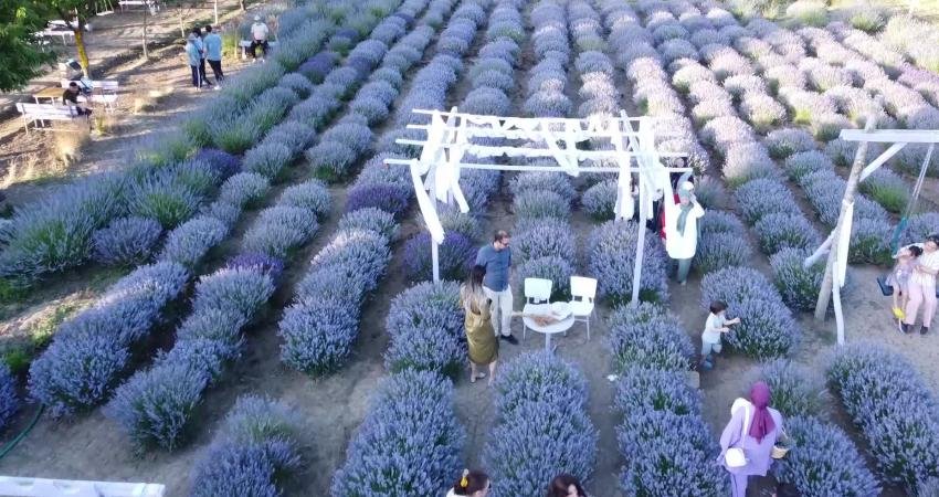 Yozgat’ta Kurulan Lavanta Bahçeleri Turizmi de Hareketlendirdi Aromatik bitki çeşitliliği bakımından zengin olan Yozgat’ta doğal alanlarda yetişen