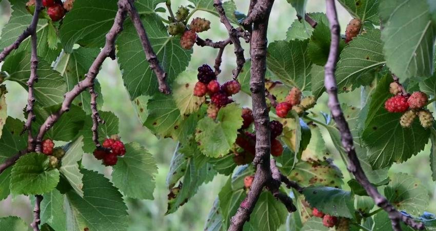 Yozgat’ın Çekerek ilçesinde yaklaşık 4 dekarlık alan içerisinde, gövdeleri birbirine