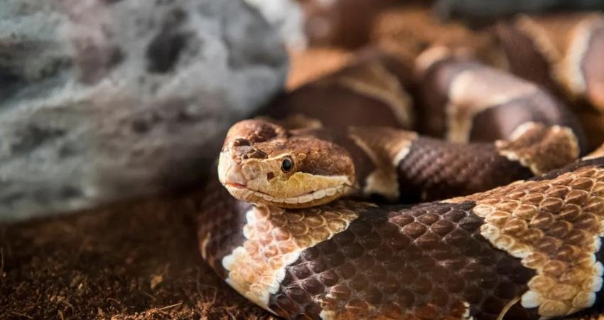 Küresel sıcaklıklardaki artış hem yılanların, hem de insanların davranışlarını yakından