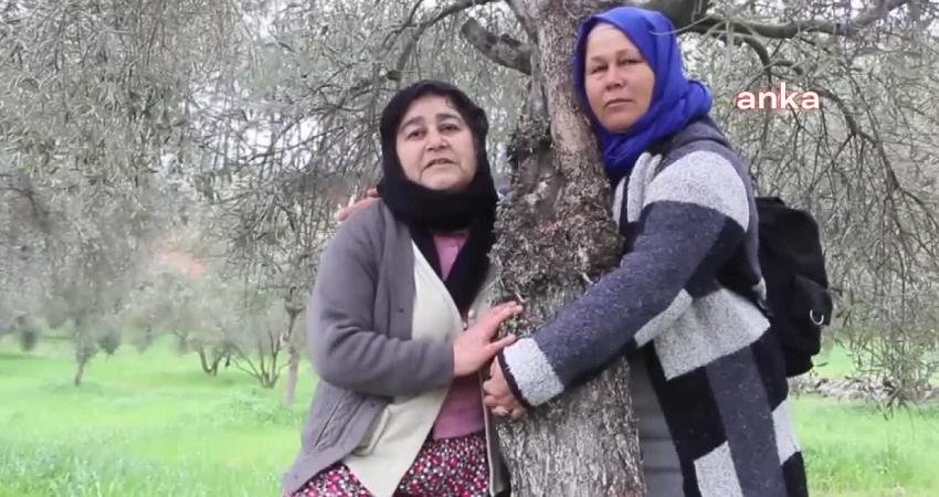 Danıştay İdari Dava Daireleri Kurulu, zeytinlik alanları maden sahalarına açan