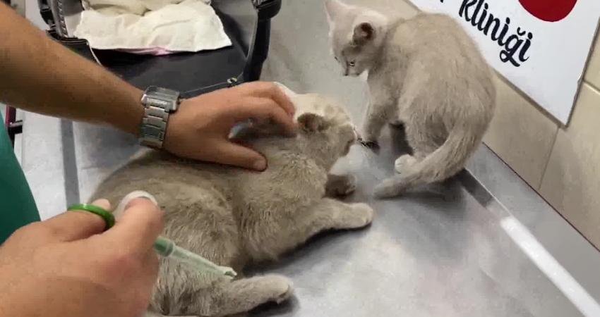 Aksaraylı Veteriner Hekim Cumali Asal: “Hayvanlarda İç- Dış Parazit Aşıları Çok Önemli” Aksaray'da 18 yıldır veterinerlik yapan Cumali Asal, evcil hayvan sahiplerini