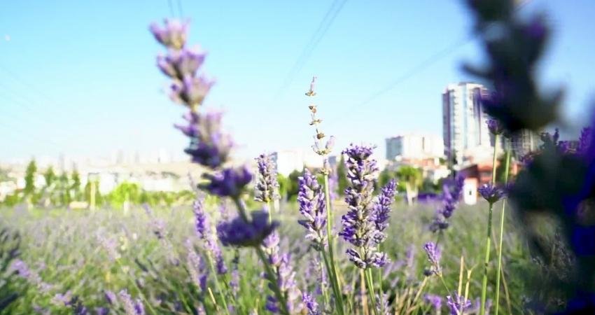 Ankara Büyükşehir Belediyesi (ABB), Çankaya ilçesi Alacaatlı Mahallesi’nde 85 bin