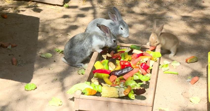 Antalya Büyükşehir Belediyesi Doğal Yaşam Parkı’nın sevimli sakinleri, buzlu meyve