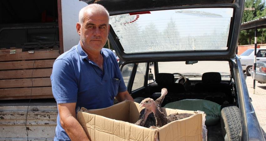 Antalya Büyükşehir Belediyesi, meraları çekirge istilasından kurtarmak için geçen yıl