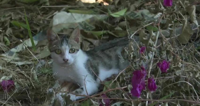 Antalya Büyükşehir Belediyesi Karaalioğlu Parkı’nda ve Kaleiçi’nde bulunan sahipsiz kedi