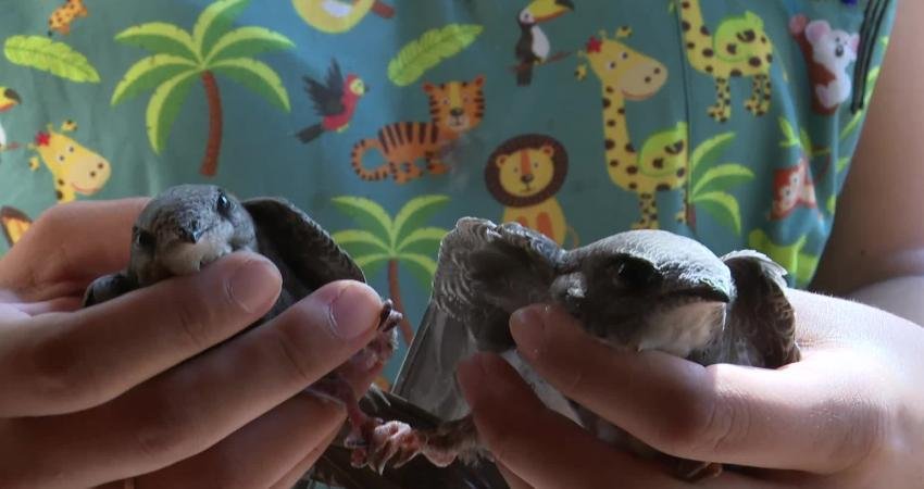 Antalya Doğal Yaşam Parkı’nın klinik bölümünde bir süredir tedavi altında