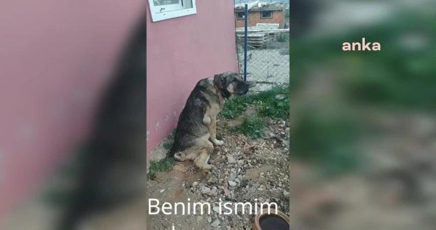 Aydın'ın Karacasu ilçesinde bir süre önce mahsur kaldığı dereden alınarak