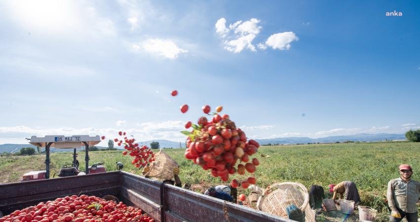 İzmir Büyükşehir Belediye Başkanı Tunç Soyer, Kınık’ta düzenlenen salçalık domates
