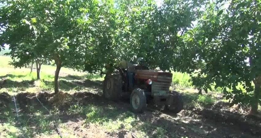 İzmir'in Bergama ilçesine bağlı Sarıcalar Mahallesi’nde ceviz üreten çiftçi Abdullah Saka,