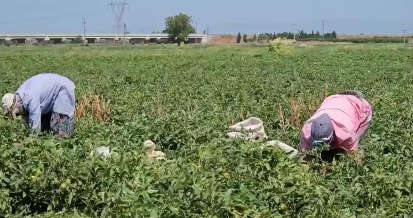 Domates hasadı için Şanlıurfa’dan Bursa’ya gelen mevsimlik tarım işçileri, temiz