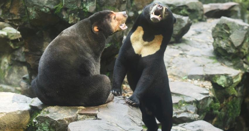 Çin'deki bir hayvanat bahçesi, arka ayakları üzerinde durduğu bir videonun