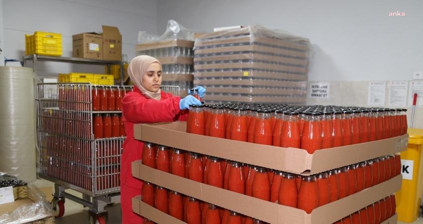 Efeler Belediyesi’nin tarım arazilerinde yetiştirilen domatesler, yüzde 100 Kadın Emeği