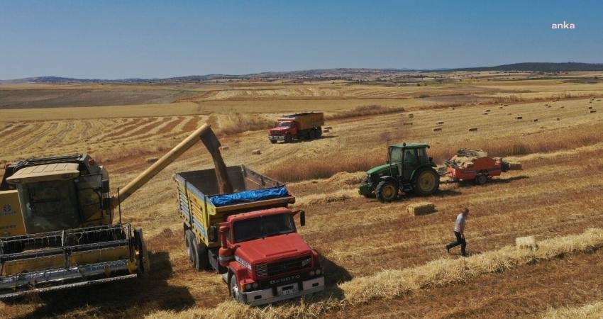 Eskişehir Büyükşehir Belediyesi (EBB), tarlalarından elde ettiği ekmeklik buğdayları hasat