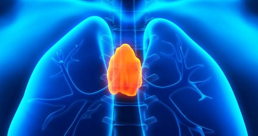 Faydasız Olduğu Düşünülen “Unutulmuş Organımız” Timüs, O Kadar da Faydasız Değilmiş "Unutulmuş organımız" olarak da tanıtılan ve bugüne dek faydasız olduğu