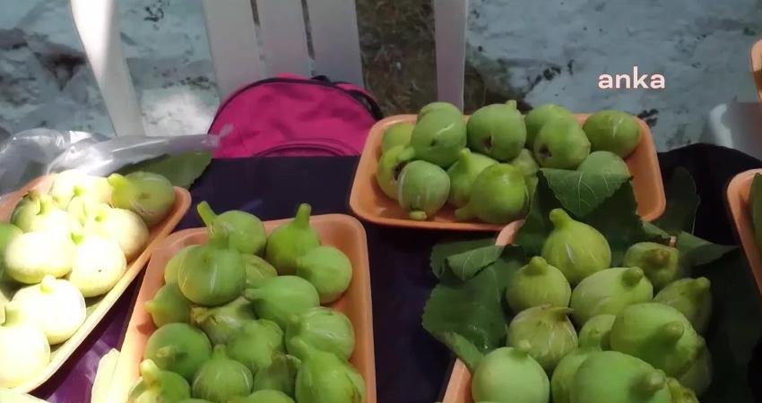 İzmir'in Güzelbahçe ilçesinde her yıl düzenlenen “Payamlı Bardacık Festivali” kuraklık