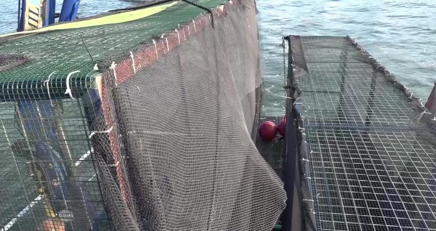 İzmir Büyükşehir Belediyesi, İzmir Körfezi’nde ekosistemi canlandırmak için önemli bir