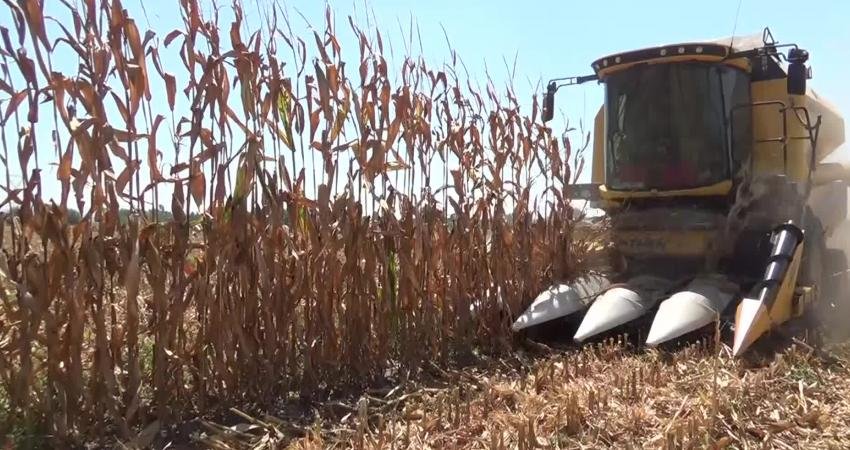Kadirlili Mısır Üreticisi: “Tarlayı Ekecek Parayı Biz Bulamıyoruz, Yok” Osmaniye’nin Kadirli ilçesinde yaşayan mısır üreticisi Ahmet Demirci, mısırını açıklanan