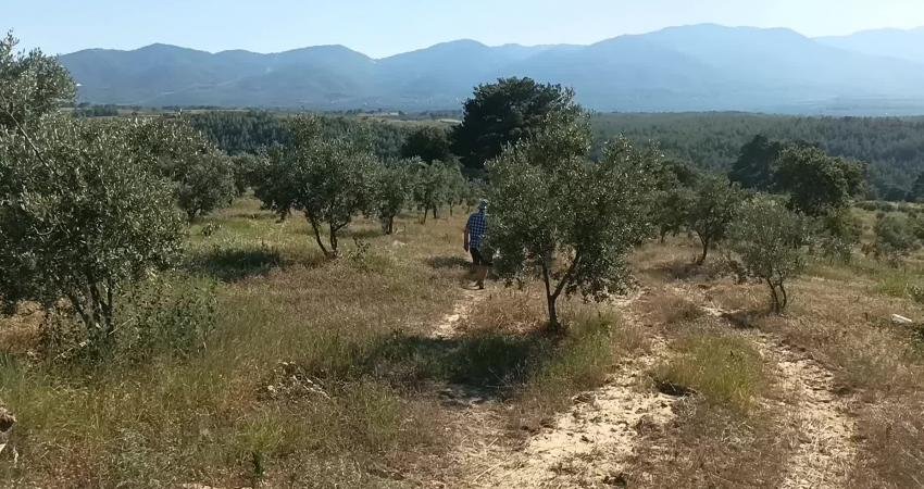 Aydın'ın Karacasu ilçesinde bir zeytin arazisinden çalınan gübre tankı üreticiyi