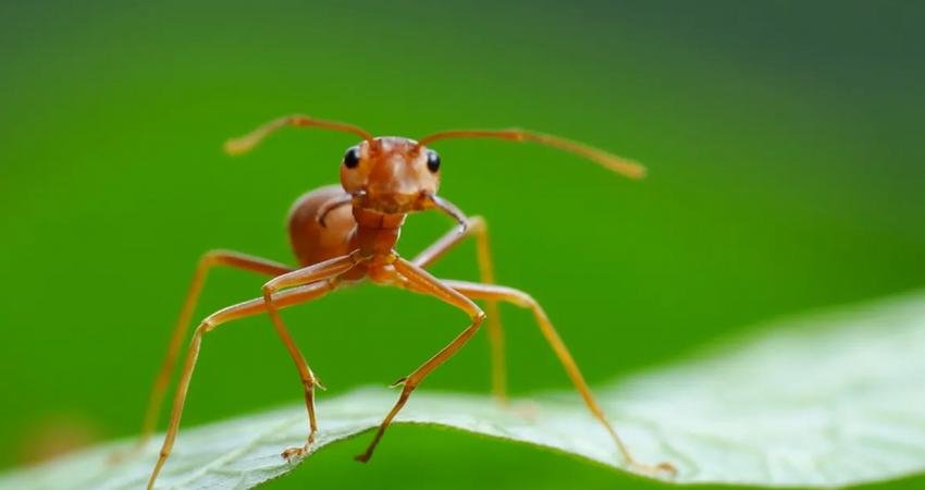 Karıncalar kokar mı? Neden bazı insanlar karıncaların kokusunu algılayabildiklerini iddia
