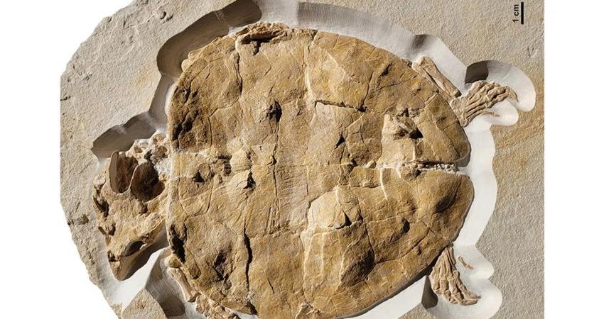 150 milyon yıllık olmasına rağmen bir bütün halinde kalmayı başarmış