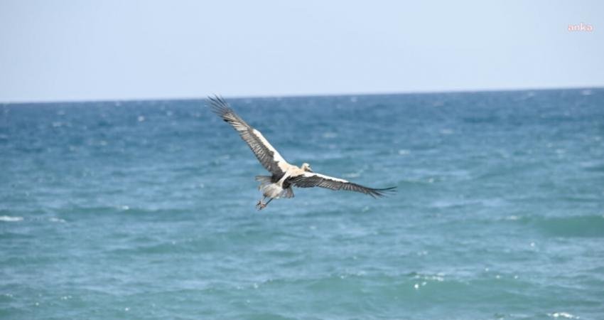 Antalya Kumluca'da vatandaşlar tarafından bitkin ve hasta halde bulunan leylekler,