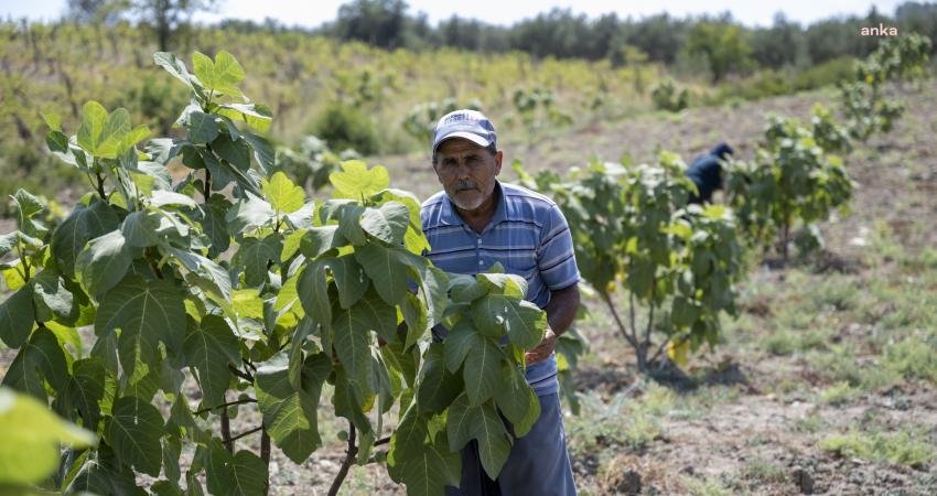 Mersin Büyükşehir Belediyesi Tarımsal Hizmetler Dairesi’nin 3 yıl önce başlattığı