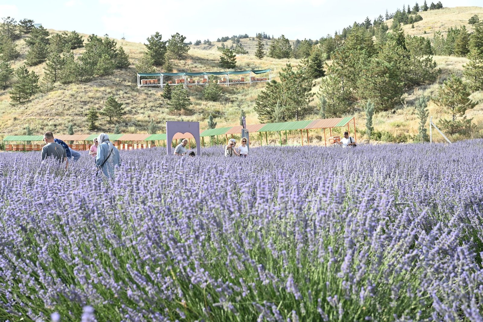 Mamak Belediyesi Lavanta Bahçesine Büyük İlgi Ziyaretçi akınının yaşandığı Mamak Belediyesi Lavanta Bahçesi, evlenecek çiftlerin düğün
