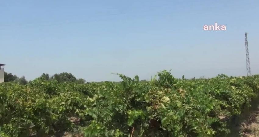 Manisa'nın Alaşehir ilçesinde üzümlerde pornoz hastalığı görülmeye başlandı. Üretici Mustafa