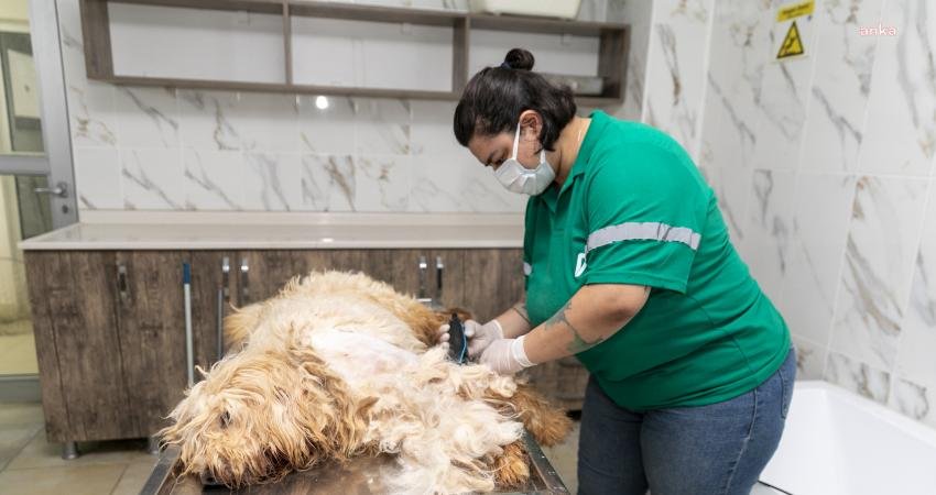 Mersin Büyükşehir Belediyesi ‘Pet Kuaför’ hizmetiyle patili dostların hijyen ve