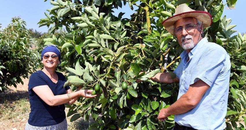 Mersin Büyükşehir Belediyesi’nden Üreticiye Avokado Fidanı Desteği Mersin Büyükşehir Belediyesi Tarımsal Hizmetler Daire Başkanlığı’nın avokado fidanı desteğinden