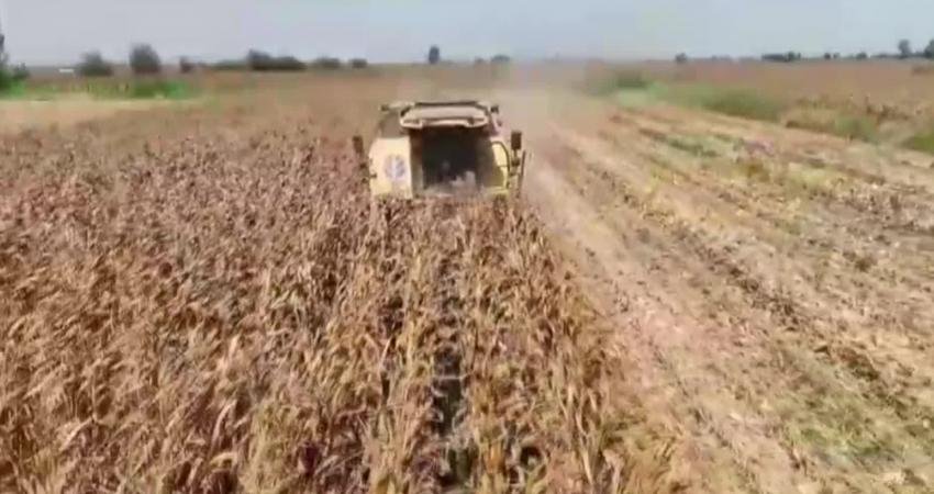 Osmaniye’nin Kadirli ilçesinde hasada başlayan mısır çiftçileri, taban fiyatın henüz