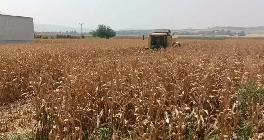 Osmaniye'de mısır hasadı yapan çiftçiler mısır taban fiyatının hala açıklanmamasına