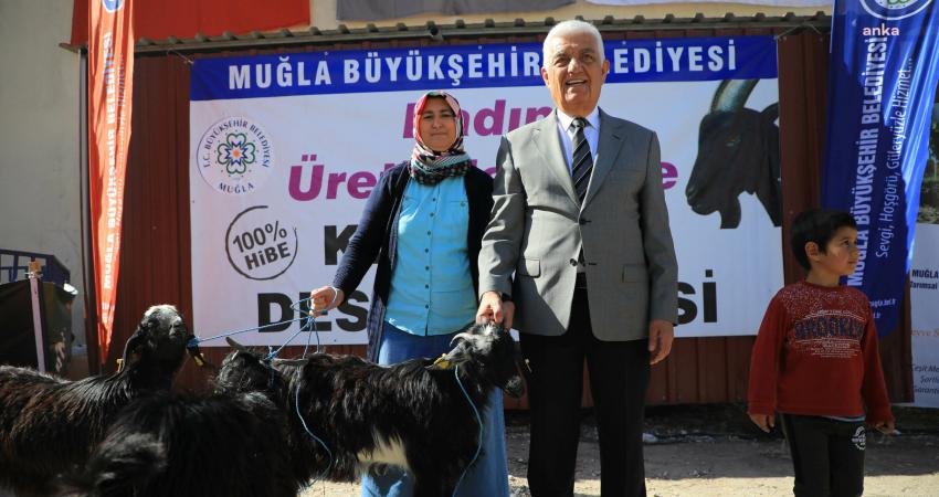 Muğla Büyükşehir Belediyesi tarafından Kıl Keçisi projesi kapsamında Bodrum, Seydikemer