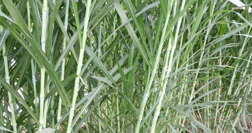 Odunpazarı Belediyesi’nin Yeni Çeşit Deneme ve Çiftçi Eğitim Merkezi Açılıyor Odunpazarı Belediyesi, tarımsal ekonomiyi desteklemek amacıyla Kalkanlı Mahallesi’ne Yeni Çeşit