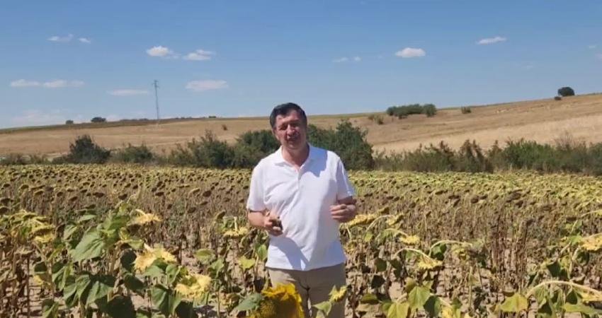 Okan Gaytancıoğlu, Ayçiçeği Tarlasından Seslendi: “Yüzde 40 Yağlı Ayçiçeğinin En Az 20 Lira Olması Lazım” Trakya Birlik, hasadı devam eden ayçiçeği taban alım fiyatını açıklamadı.