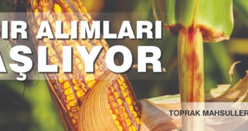 Toprak Mahsulleri Mısır Taban Fiyatını Ton Başına 6 Bin TL Olarak Açıkladı Toprak Mahsulleri Ofisi (TMO), 2023 sezonu mısır alım fiyatını ton