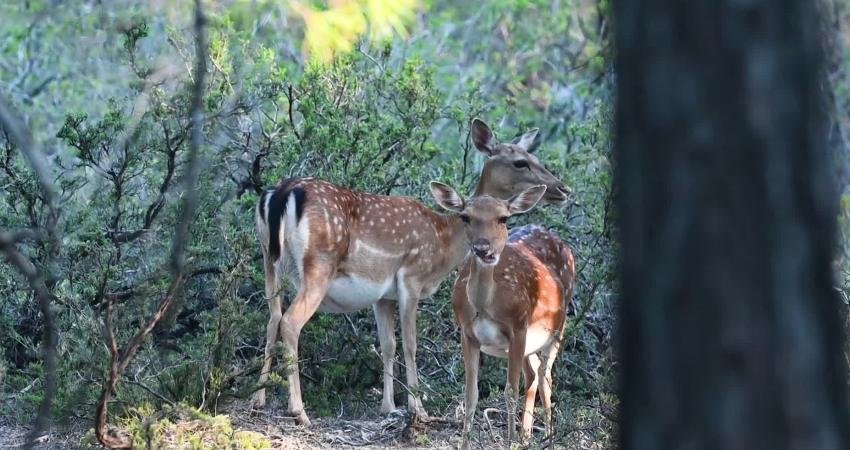 Türkiye'de Alageyiğin doğal olarak ve genetiği bozulmamış tek yaşam alanı