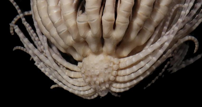 Uzaylı benzeri 20 ayaklı Antarktika tüy yıldızı, bilim dünyasının keşfettiği