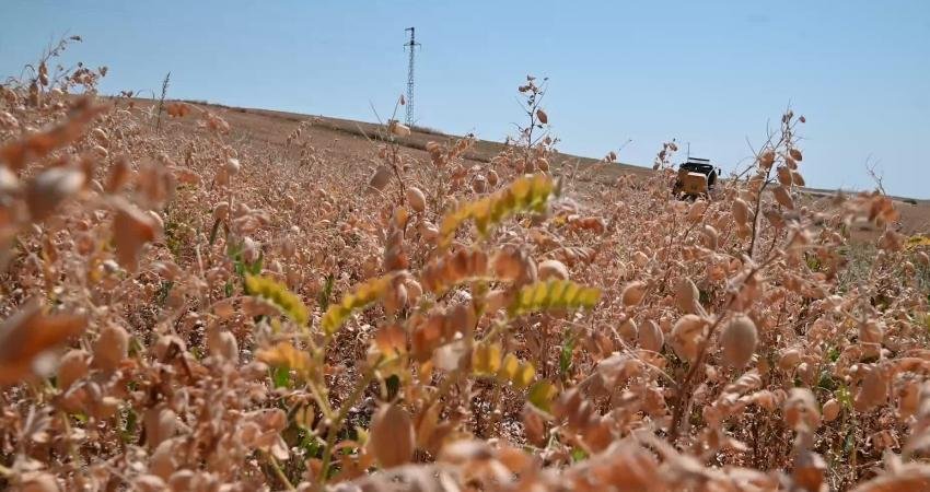 Türkiye’nin en fazla nohut üretiminin yapıldığı illerden Yozgat’ta bu yıl