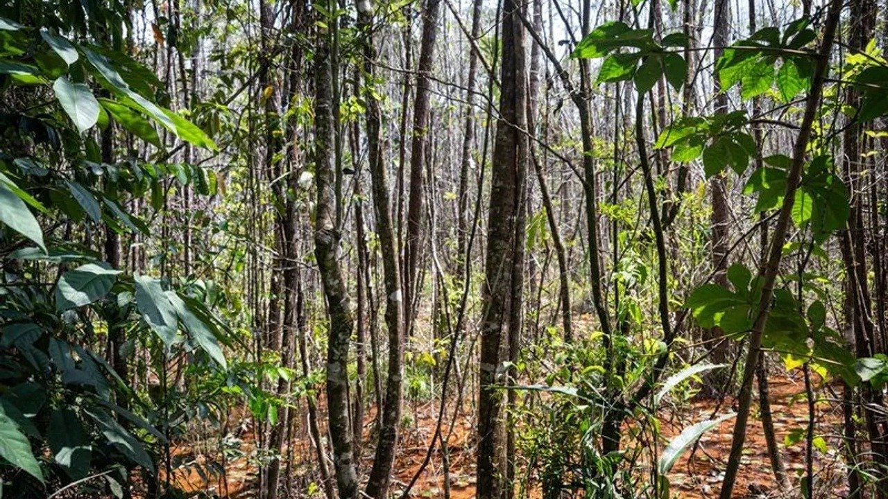 Yaklaşık iki yüzyıldır kimsenin görmediği Holly Ağacı, Brezilya ormanlarında yapılan