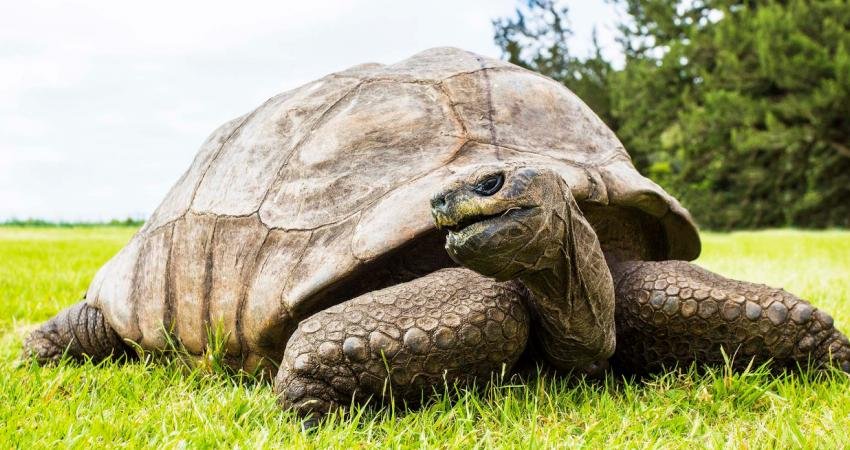 İnsan ömrünün iyi ihtimalle 100 yıl kadar sürebildiği bir Dünya'da,